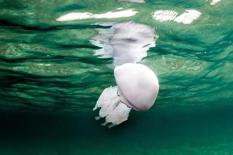 Api, meduse, ragni: ecco come comportarsi in caso di morsi