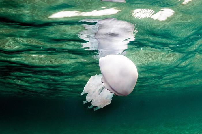 Api, meduse, ragni: ecco come comportarsi in caso di morsi