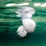 Api, meduse, ragni: ecco come comportarsi in caso di morsi